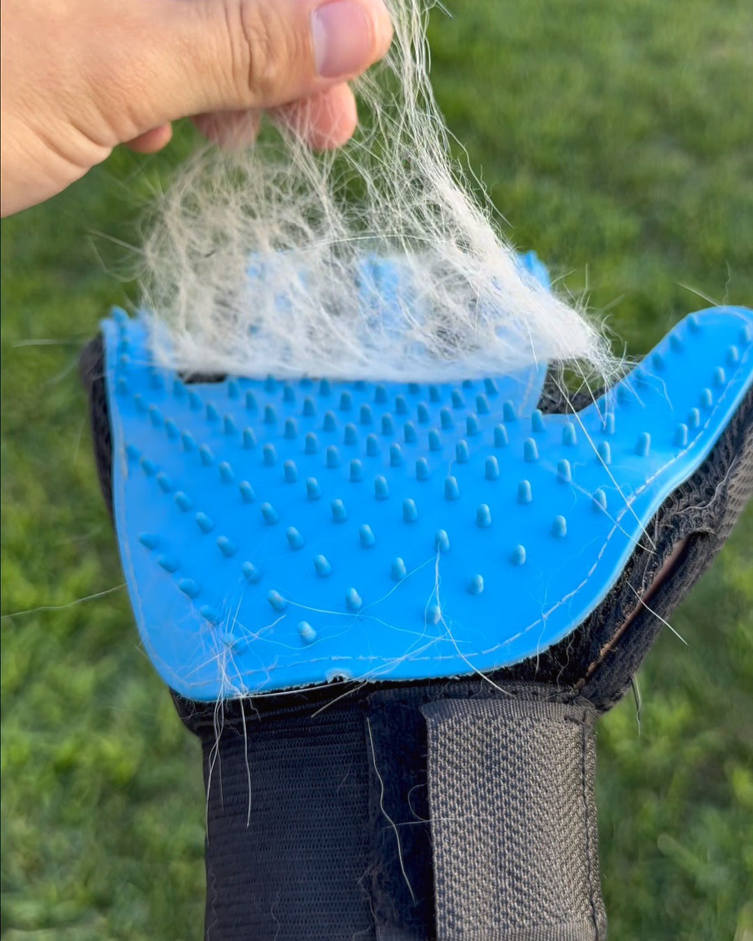 Pulling a handful of loose Labrador fur off the PawGroom grooming glove