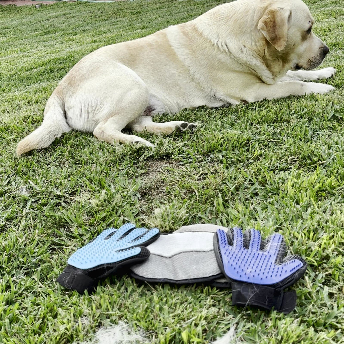 PawGroom kit on the lawn next to a Labrador and a pile of loose fur