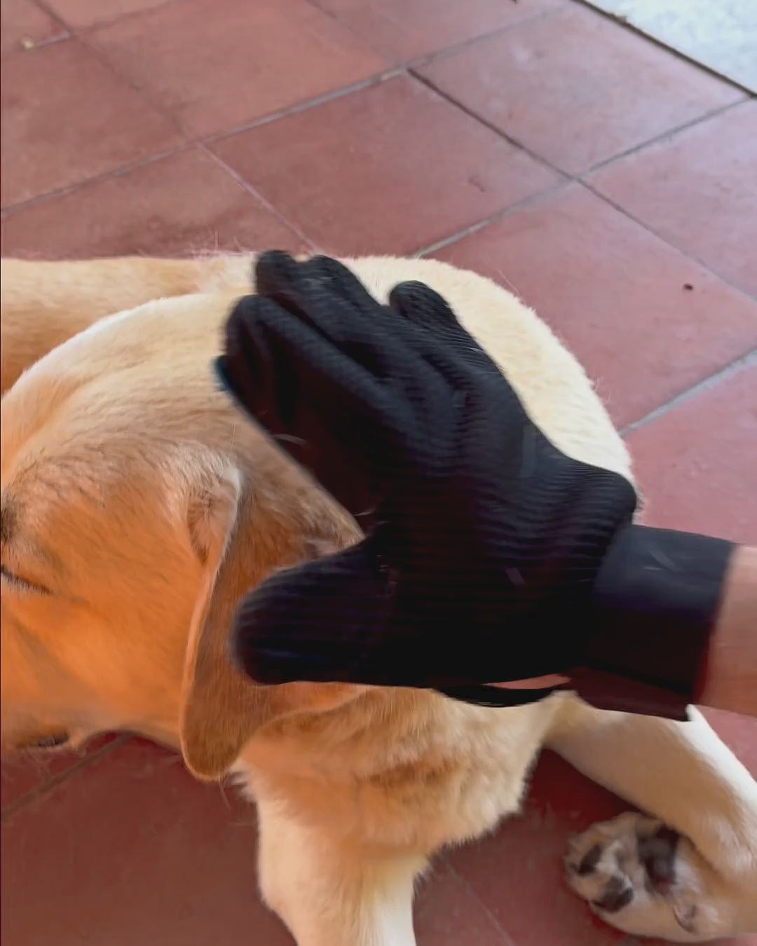 Brushing a Labrador with the PawGroom glove, then showing the loose fur it collected